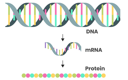 mRNA là gì? Vai trò của mRNA trong quá trình dịch mã Protein
